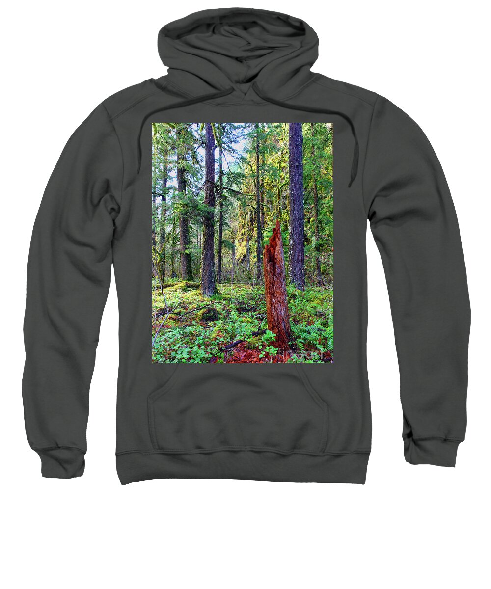 Conifer Sweatshirt featuring the photograph January 1000 ft yet no snow Oregon USA conifer forest beautiful quiet mossy Mount Hood National by Robert C Paulson Jr
