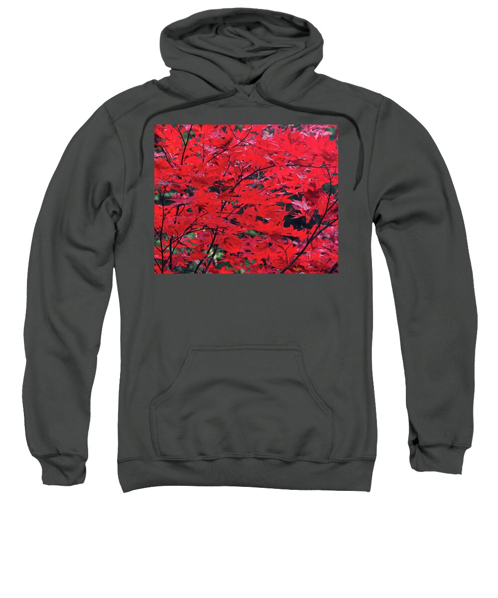 Trees Sweatshirt featuring the photograph Japanese Maple in the Fall by Trina Ansel