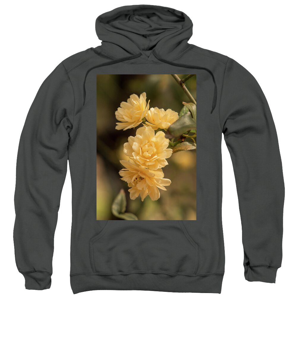 Rose Sweatshirt featuring the photograph Lady Banks in Yellow by E Faithe Lester