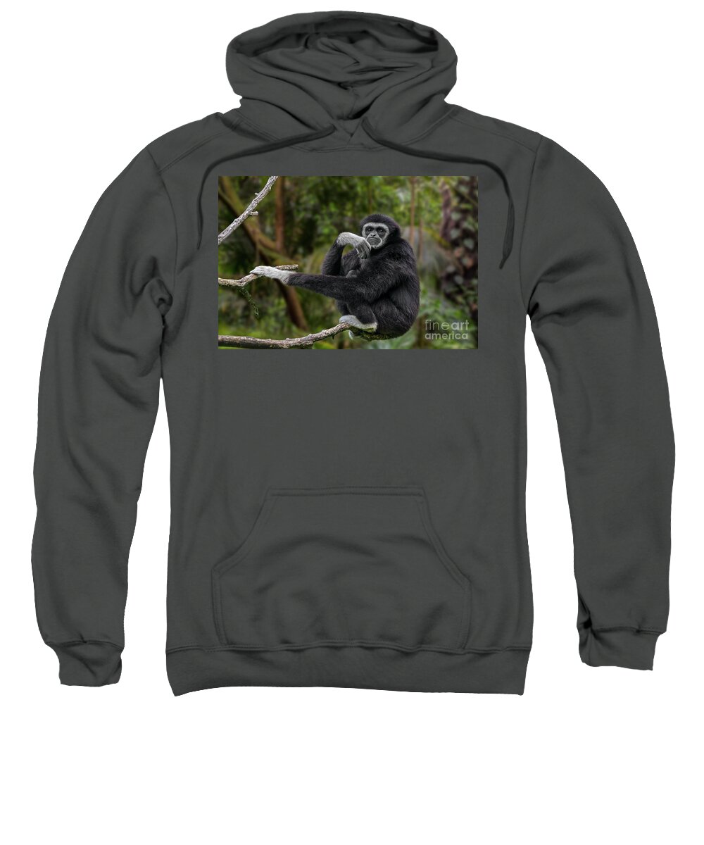 Lar Gibbon Sweatshirt featuring the photograph Lar Gibbon by Arterra Picture Library