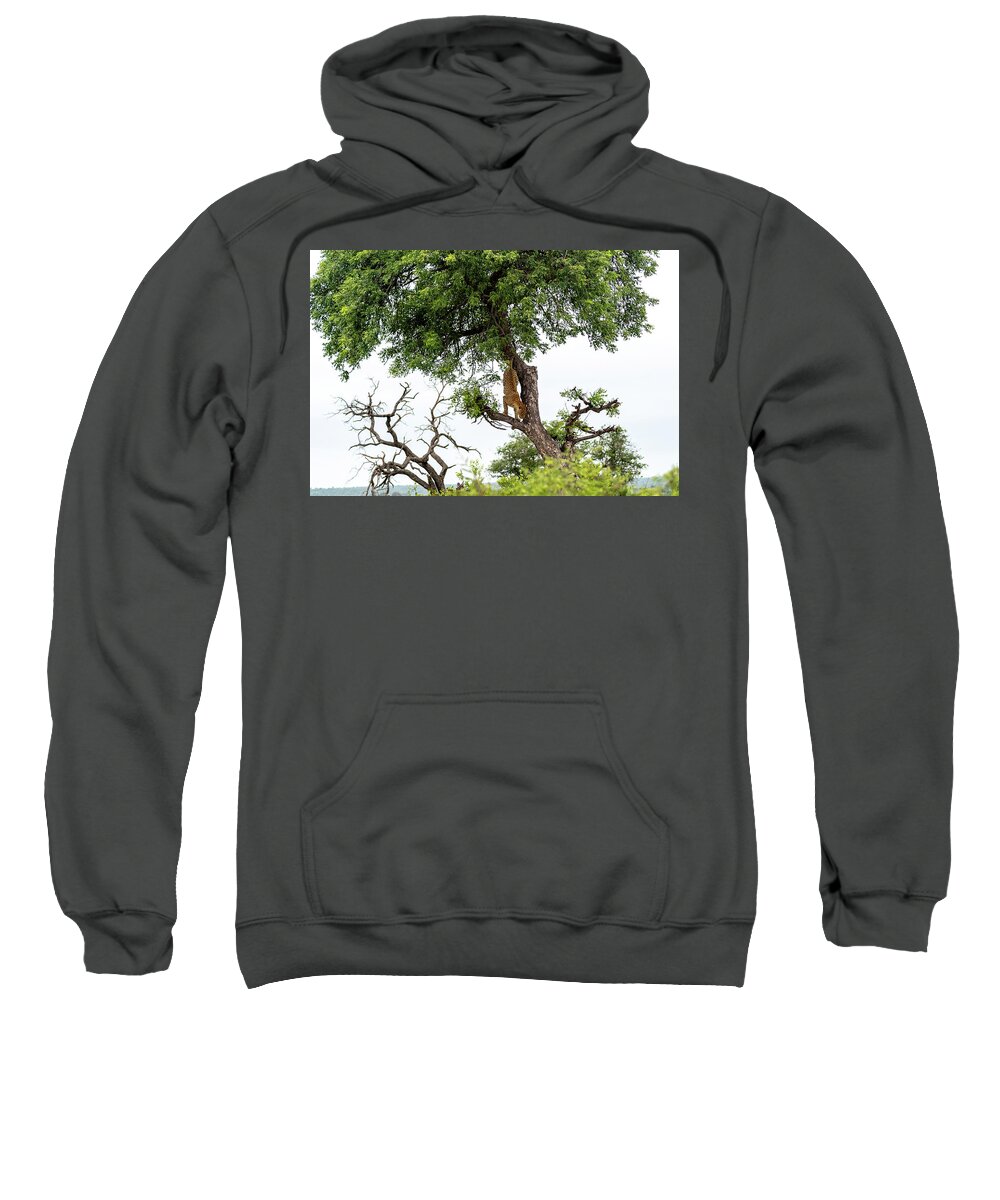 Leopard Sweatshirt featuring the photograph Leopard Descending a Tree by Mark Hunter