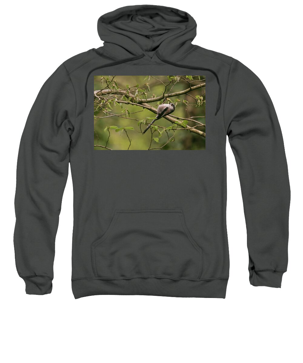 Wildlifephotograpy Sweatshirt featuring the photograph Long Tailed Tit by Wendy Cooper