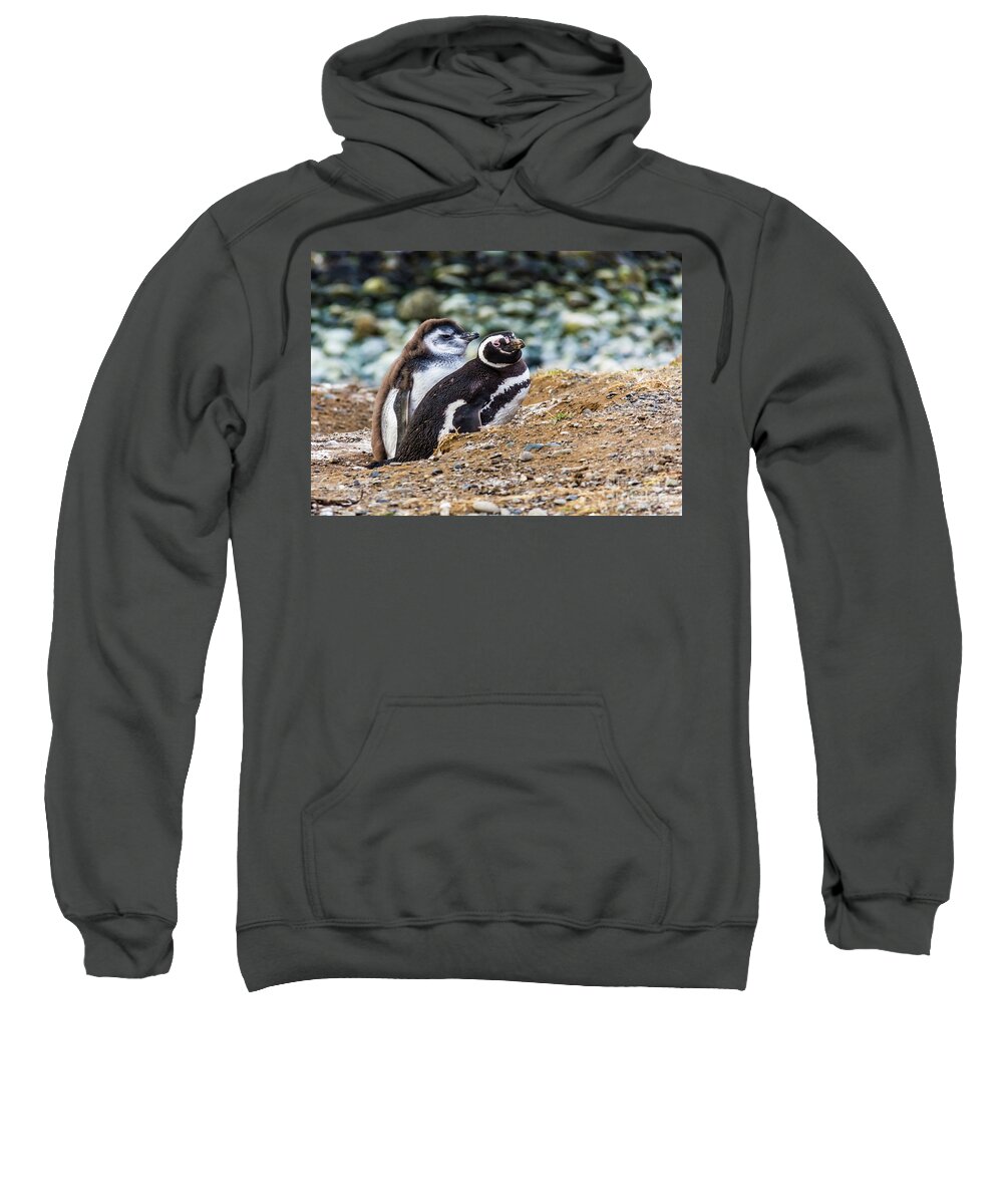 Penguin Sweatshirt featuring the photograph Magellan penguins on the Isla Magdalena, Chile by Lyl Dil Creations