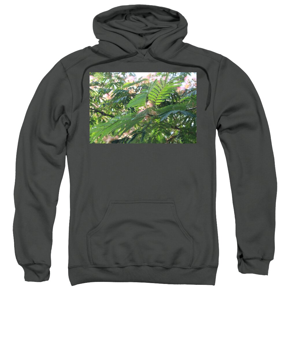 Mimosa Tree Sweatshirt featuring the photograph Mimosa Tree Blooms and Fronds by Christopher Lotito