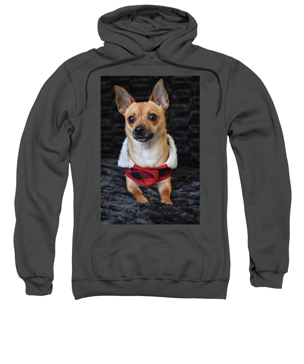 Chihuahua Sweatshirt featuring the digital art Miracle by Cassidy Marshall