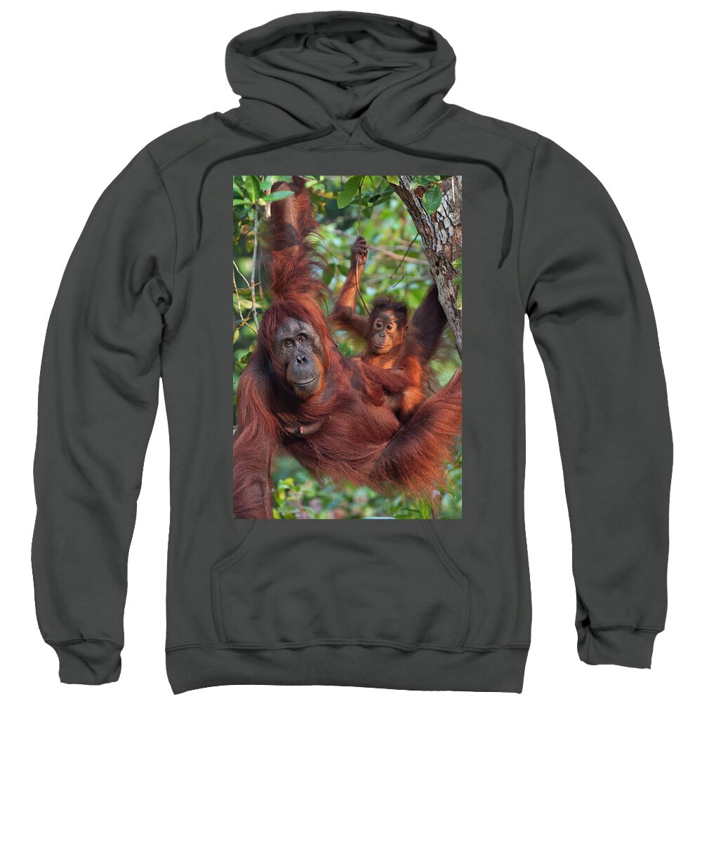Suzi Eszterhas Sweatshirt featuring the photograph Orangutan And Baby Hanging by Suzi Eszterhas