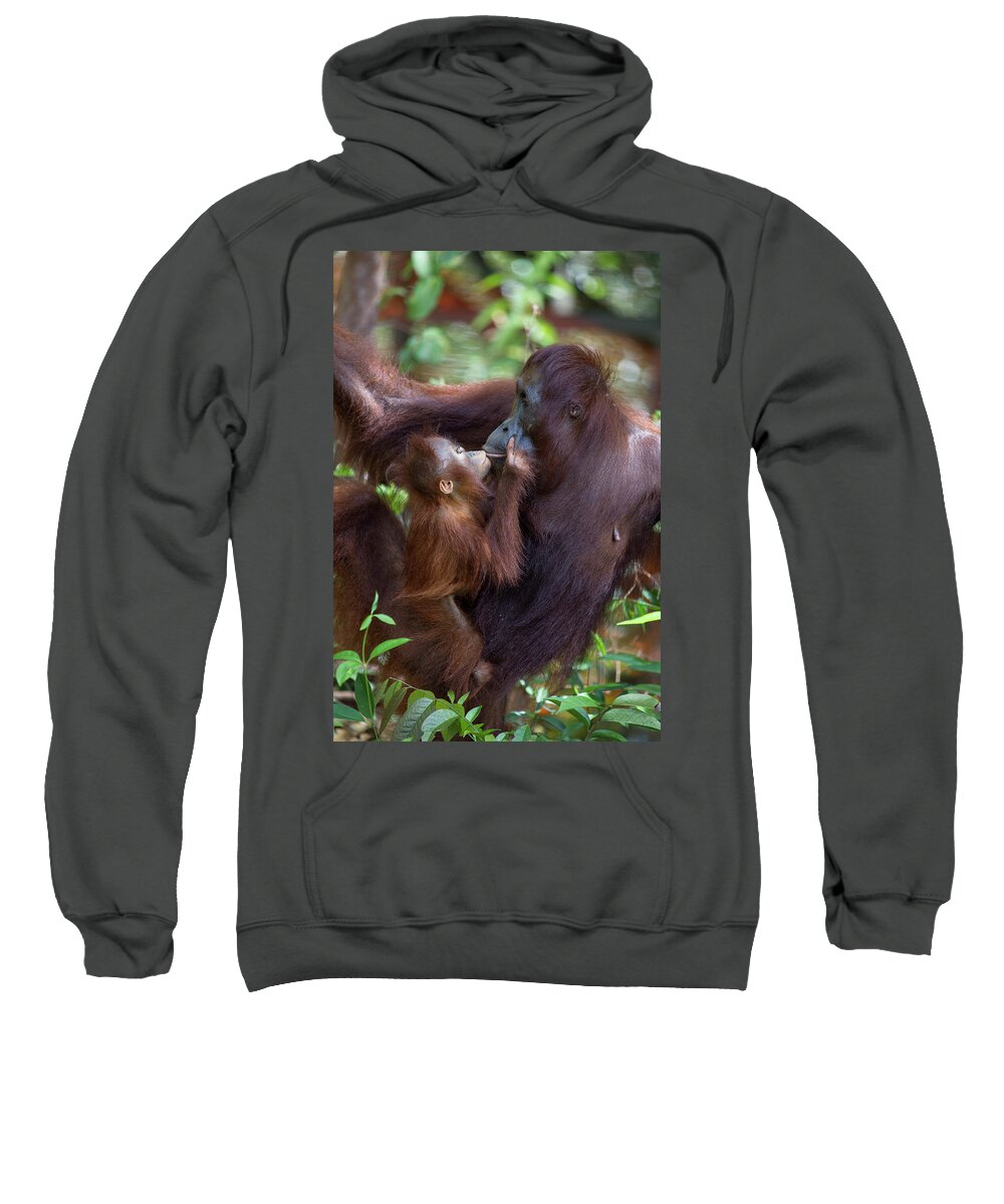 Suzi Eszterhas Sweatshirt featuring the photograph Orangutan Baby Begging For Food by Suzi Eszterhas