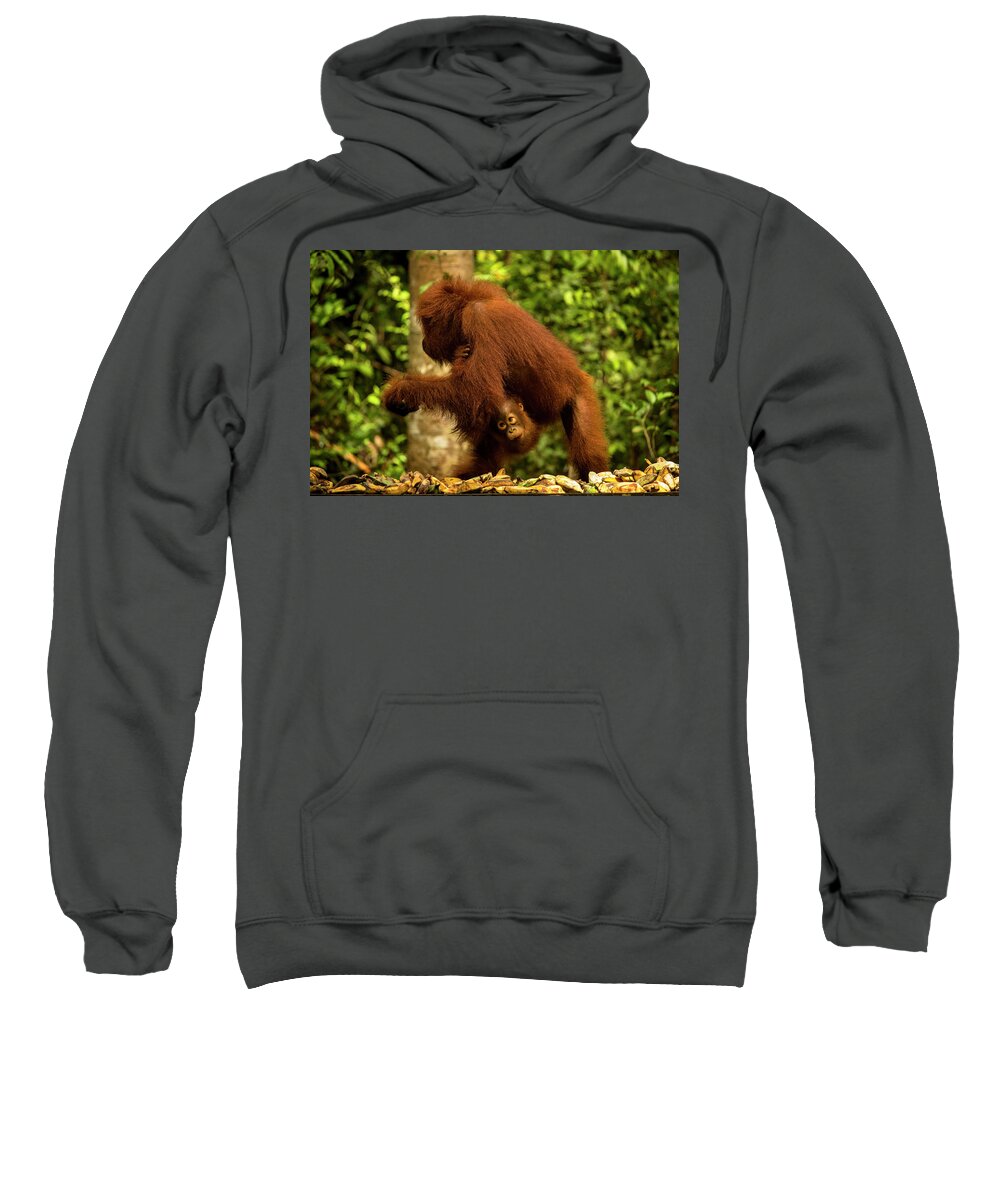 Orangutan Sweatshirt featuring the photograph Orangutan with a baby by Marcel Bettonville