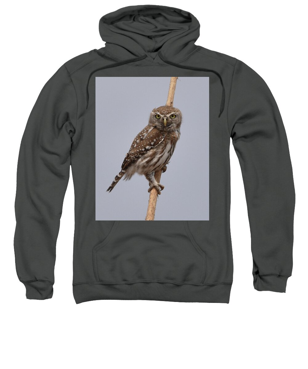 Owl Sweatshirt featuring the photograph Pearl-Spotted Owlet by Ben Foster