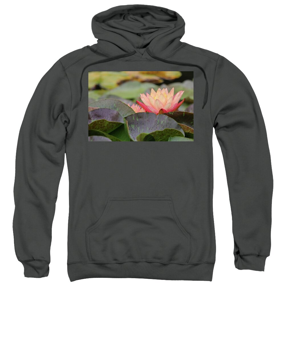 Lily Pad Sweatshirt featuring the photograph Peek A Boo Pads by Mary Anne Delgado