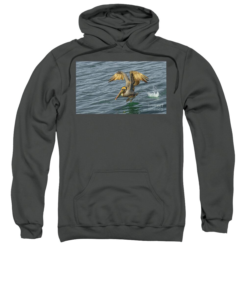 Pelican Flight Sweatshirt featuring the photograph Pelican take off by Stefano Senise
