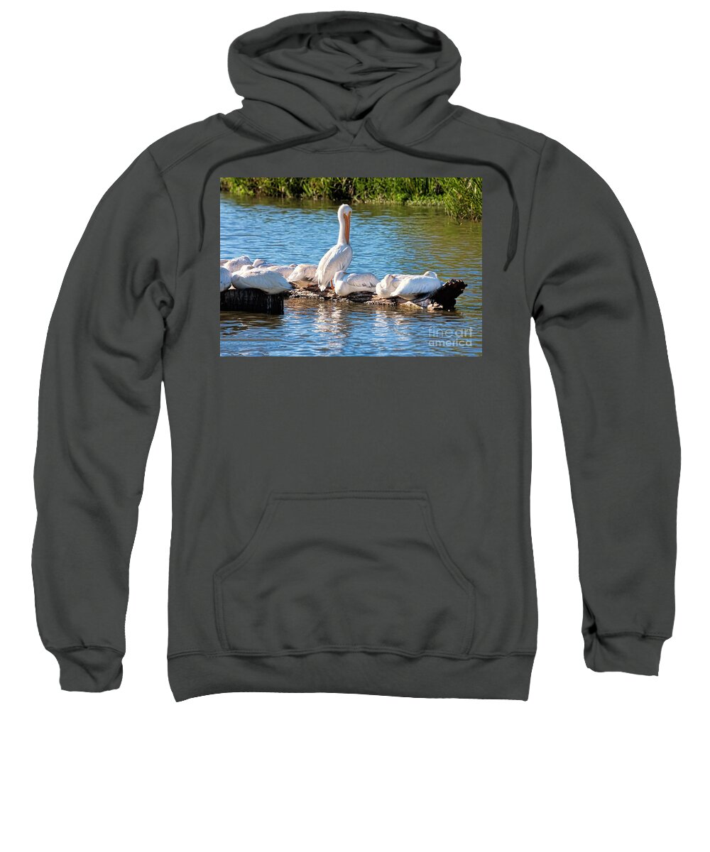 Pelicans Sweatshirt featuring the photograph Pelican Wharf by Joan Bertucci