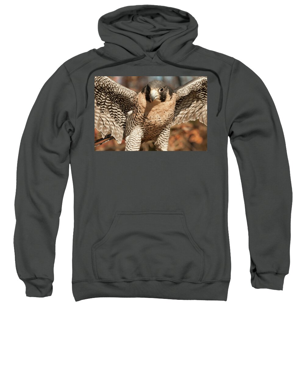 Peregrine Falcon Sweatshirt featuring the photograph Peregrine Falcon by Minnie Gallman