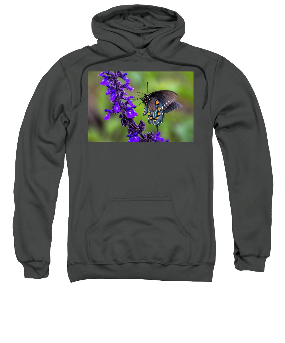 Pipevine Swallowtail Sweatshirt featuring the photograph Pipevine Swallowtail by Debra Martz