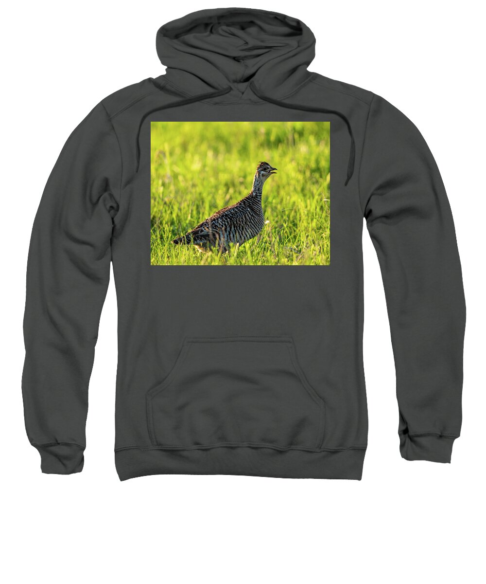 Greater Prairie-chicken (tympanuchus Cupido) Sweatshirt featuring the photograph Prairie Chicken Hen by Jeff Phillippi