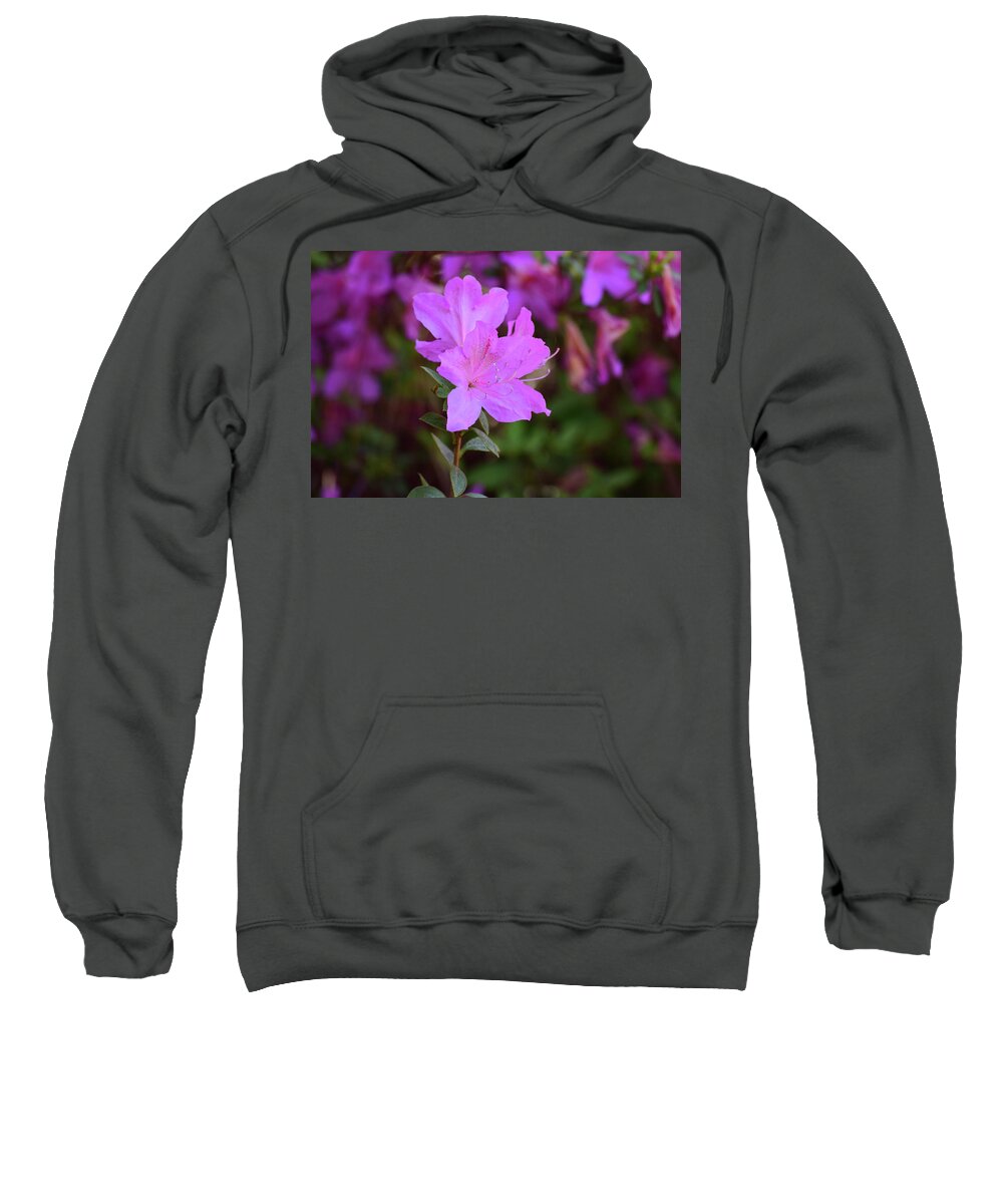 Flowers Sweatshirt featuring the photograph Purple Azaleas in Bloom by Nicole Lloyd