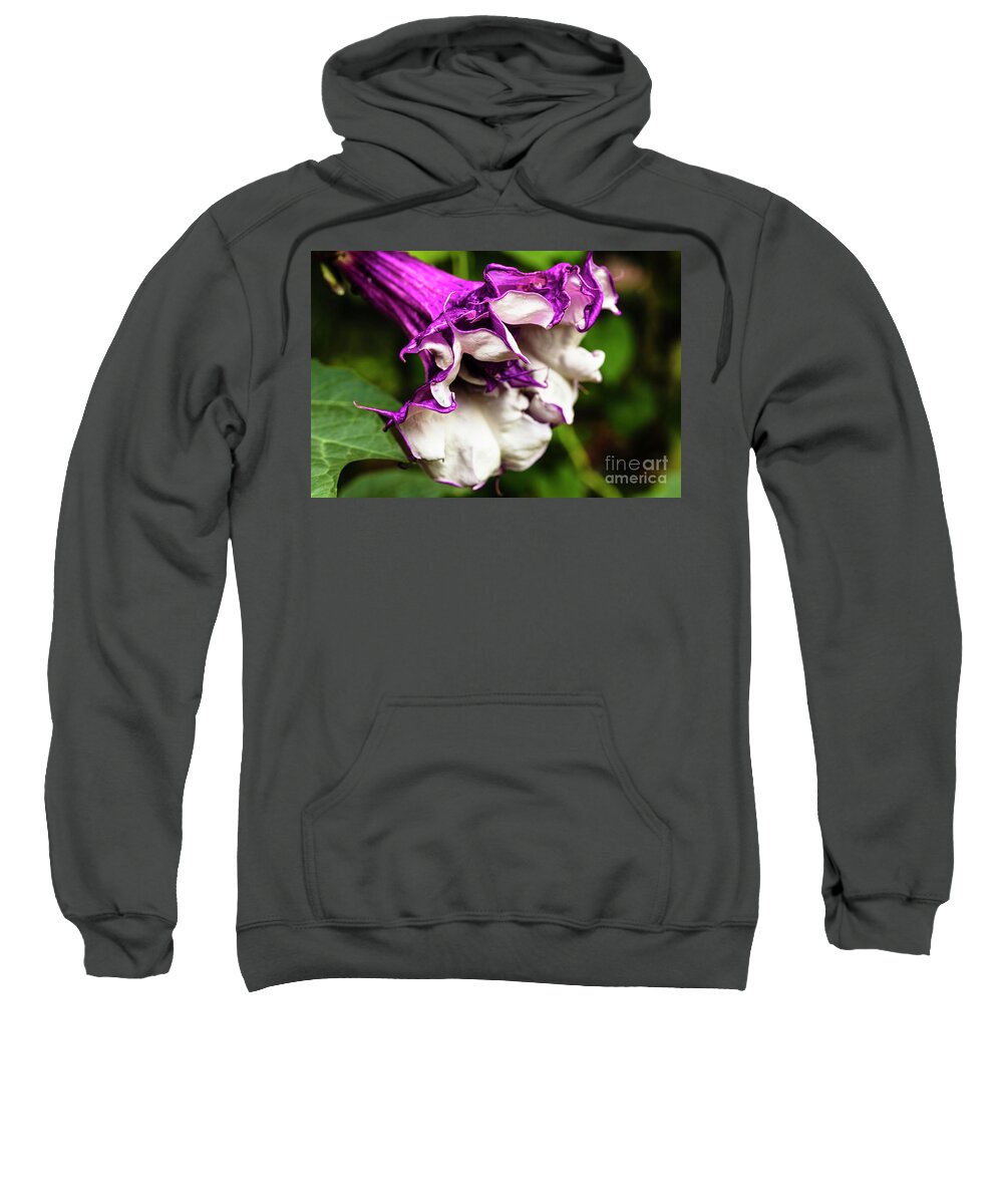 Brugmansia Sweatshirt featuring the photograph Purple Trumpet Flower by Raul Rodriguez
