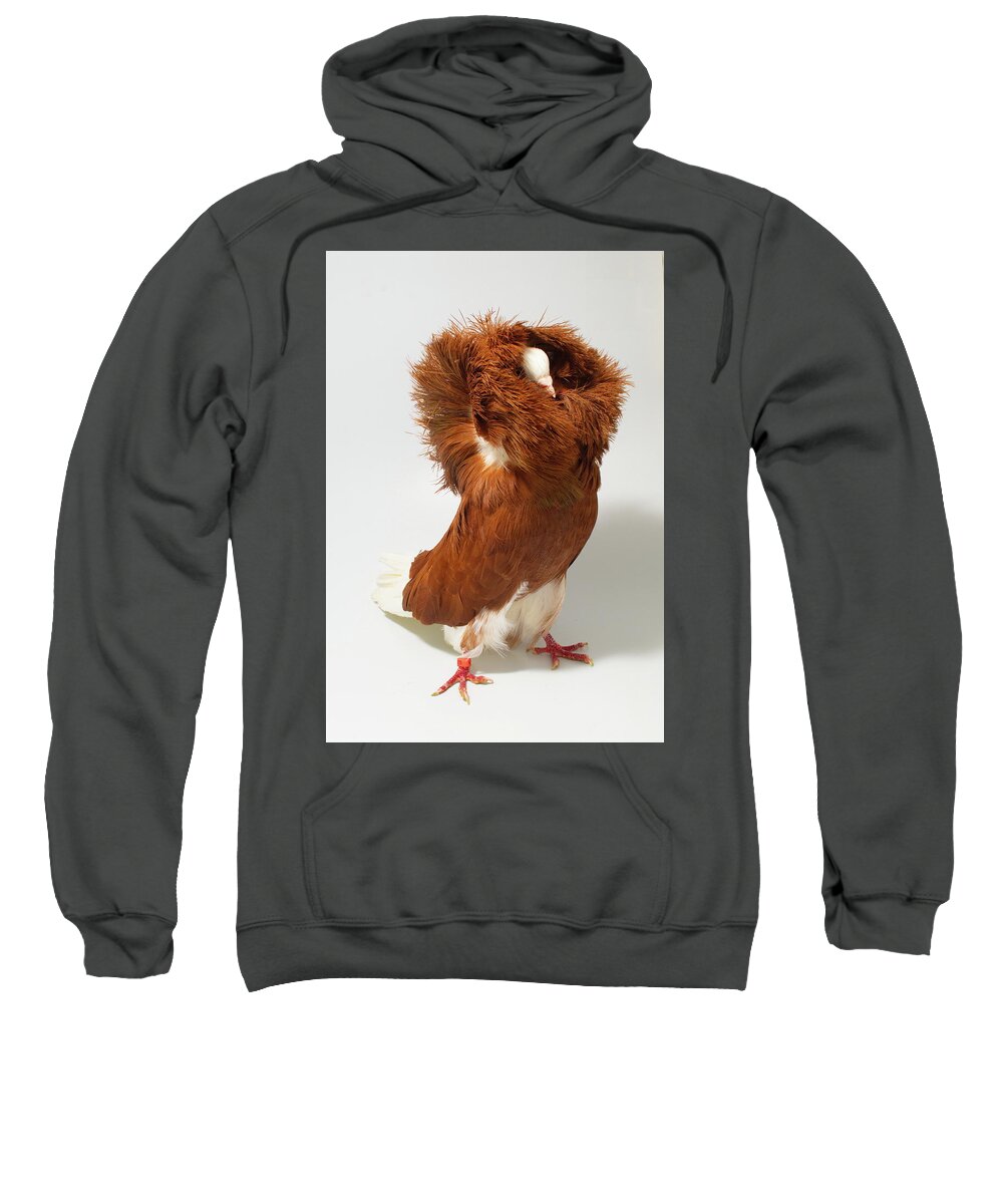 Pigeon Sweatshirt featuring the photograph Red Jacobin Pigeon by Nathan Abbott