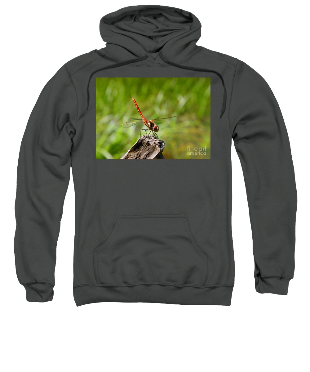 Close-up Sweatshirt featuring the photograph Red Meadowhawk Dragonfly Sympetrum species helicopter of the animal world resting standing on branch by Robert C Paulson Jr