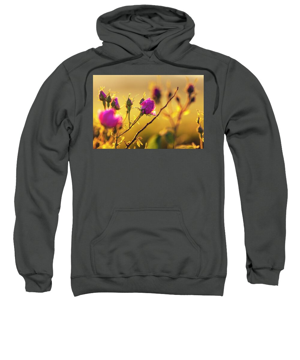 Bulgaria Sweatshirt featuring the photograph Roses In Gold by Evgeni Dinev