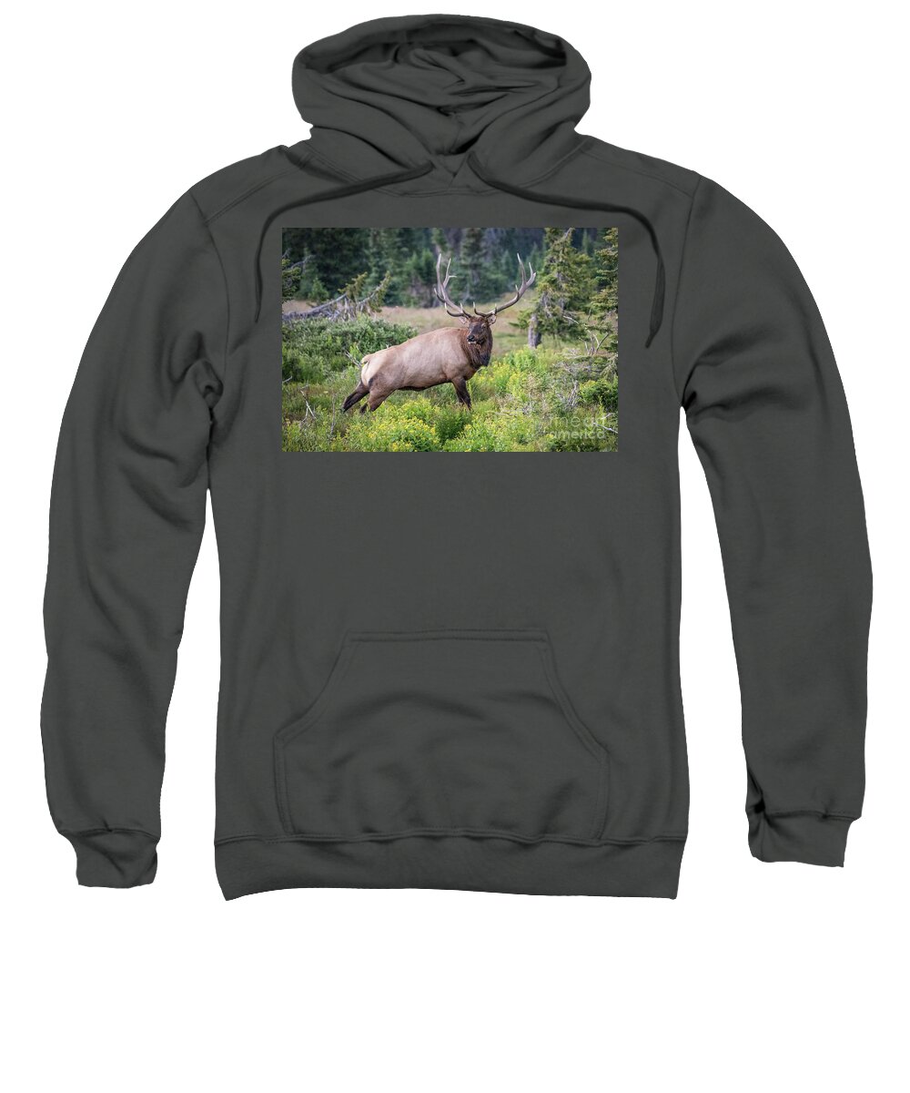 Elk Sweatshirt featuring the photograph Royal Elk by Melissa Lipton