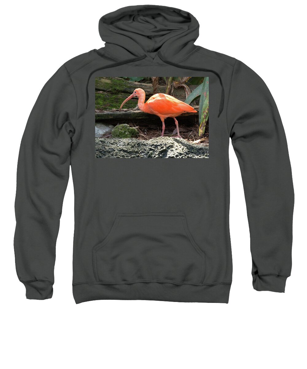 Ibis Sweatshirt featuring the photograph Scarlet Ibis by Margaret Zabor