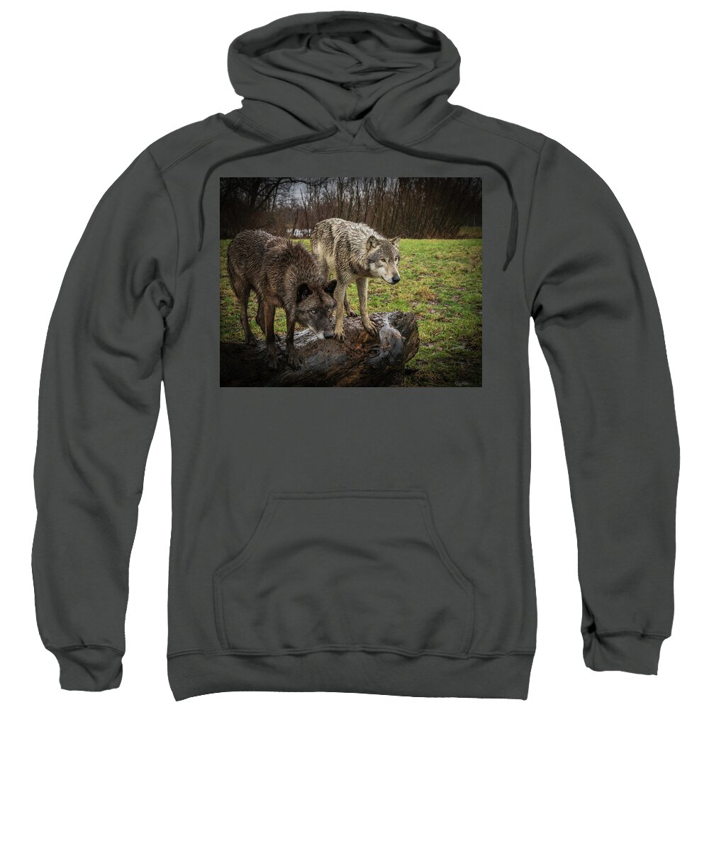 Black Wolf Wolves Sweatshirt featuring the photograph Sort of Twins by Laura Hedien