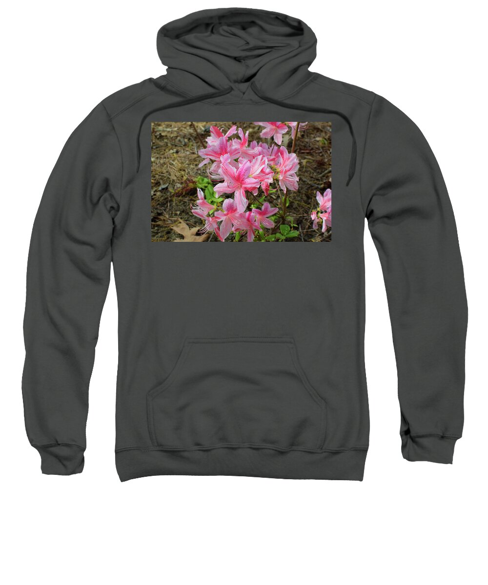 Azalea Sweatshirt featuring the photograph Spring Azaleas in Pink by Nicole Lloyd