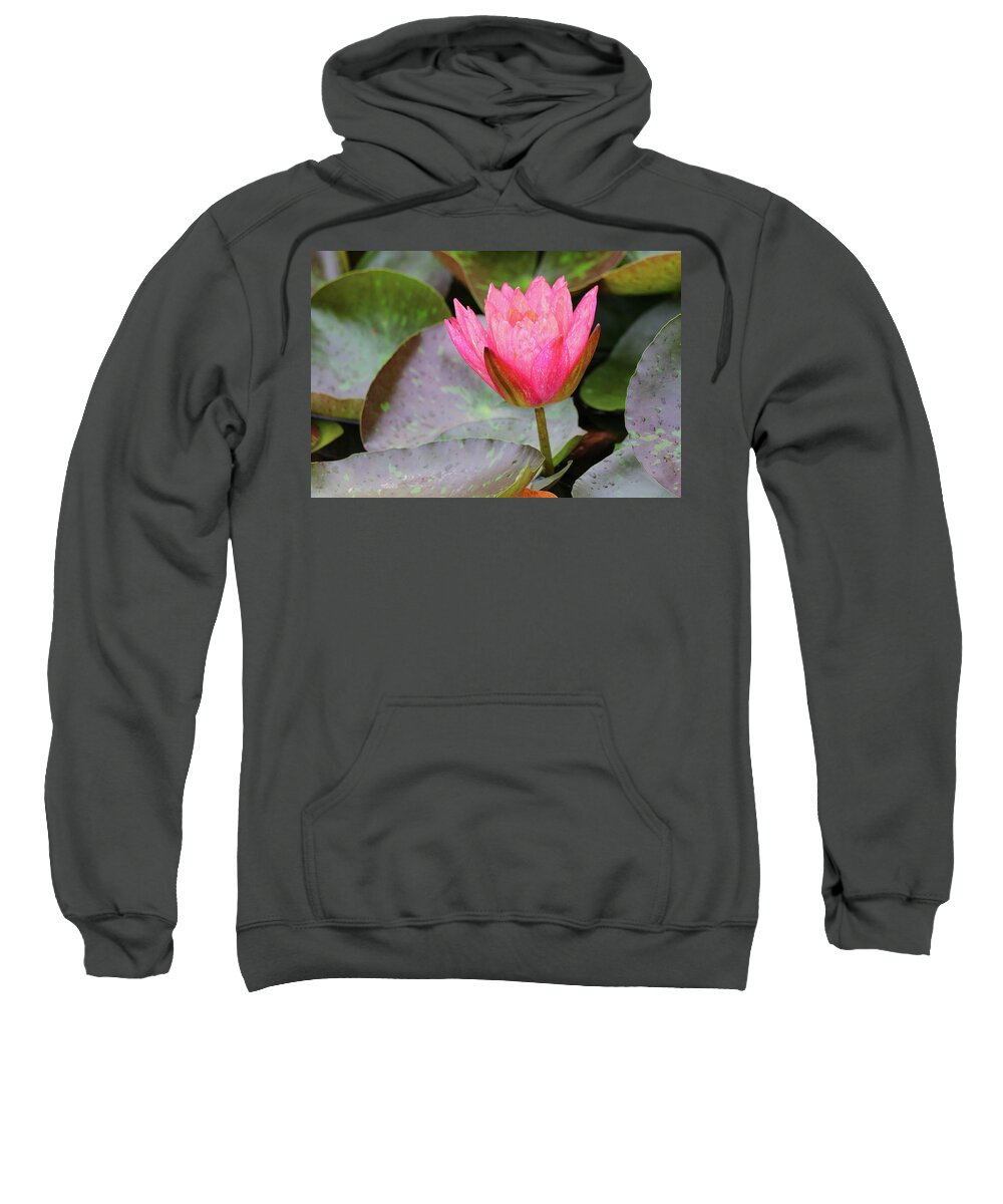 Water Lily Sweatshirt featuring the photograph Standing Firm by Mary Anne Delgado