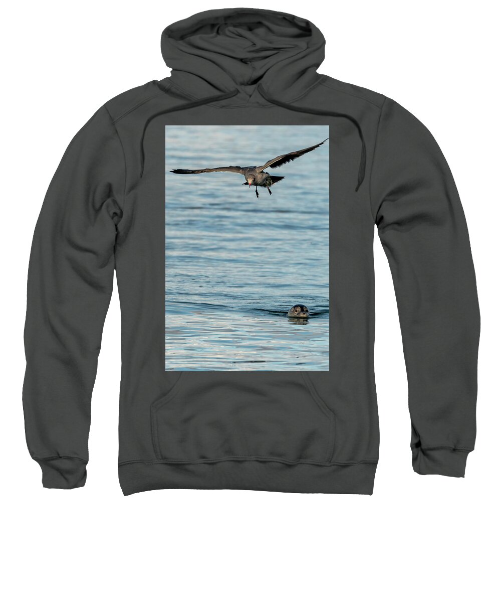 The Dark Gull Watches A Harbor Seal Sweatshirt featuring the photograph The Dark Gull watches a Harbor Seal by Timothy Anable