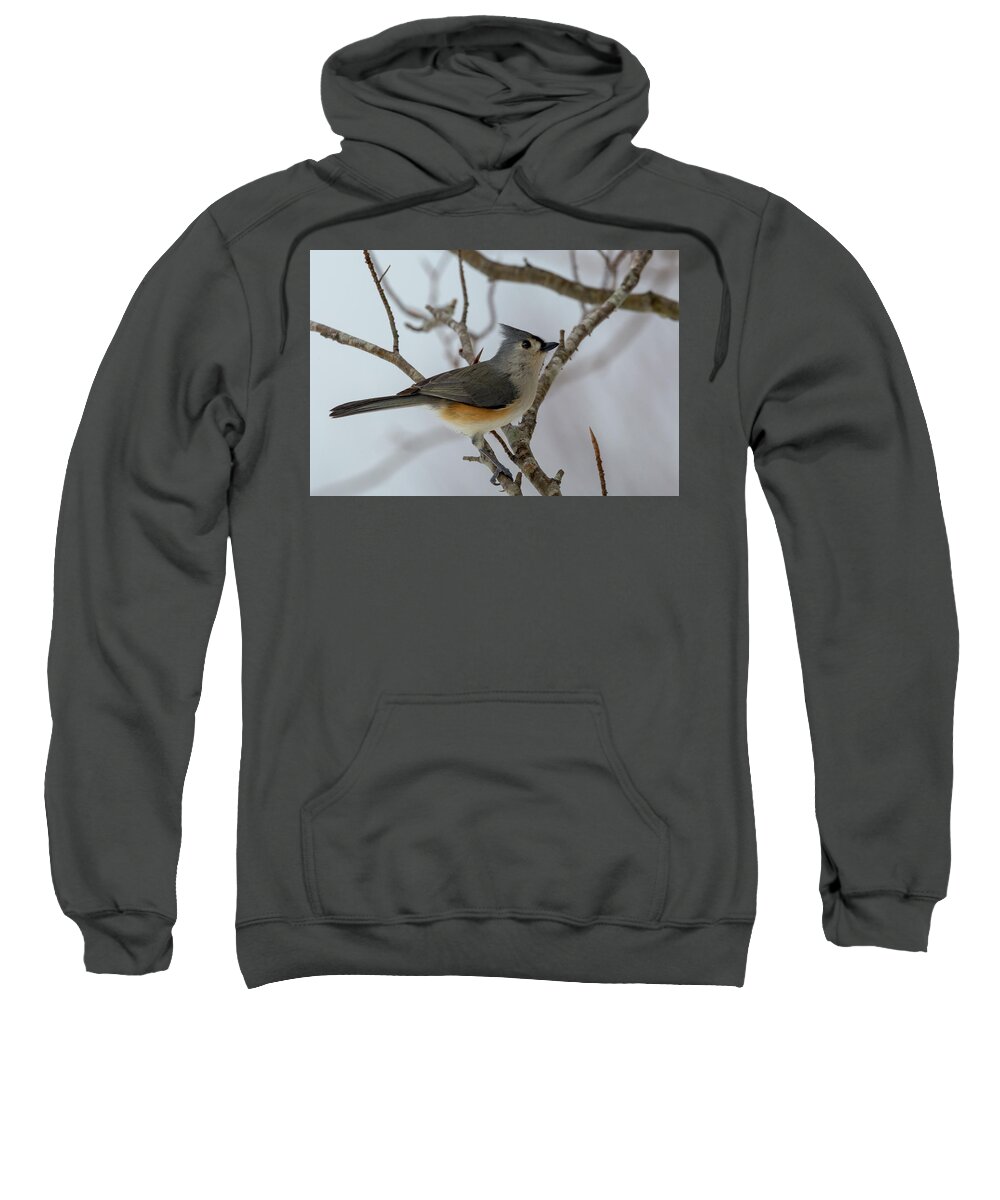 Titmouse Sweatshirt featuring the photograph Titmouse Winter Morning Cutie by Betsy Knapp