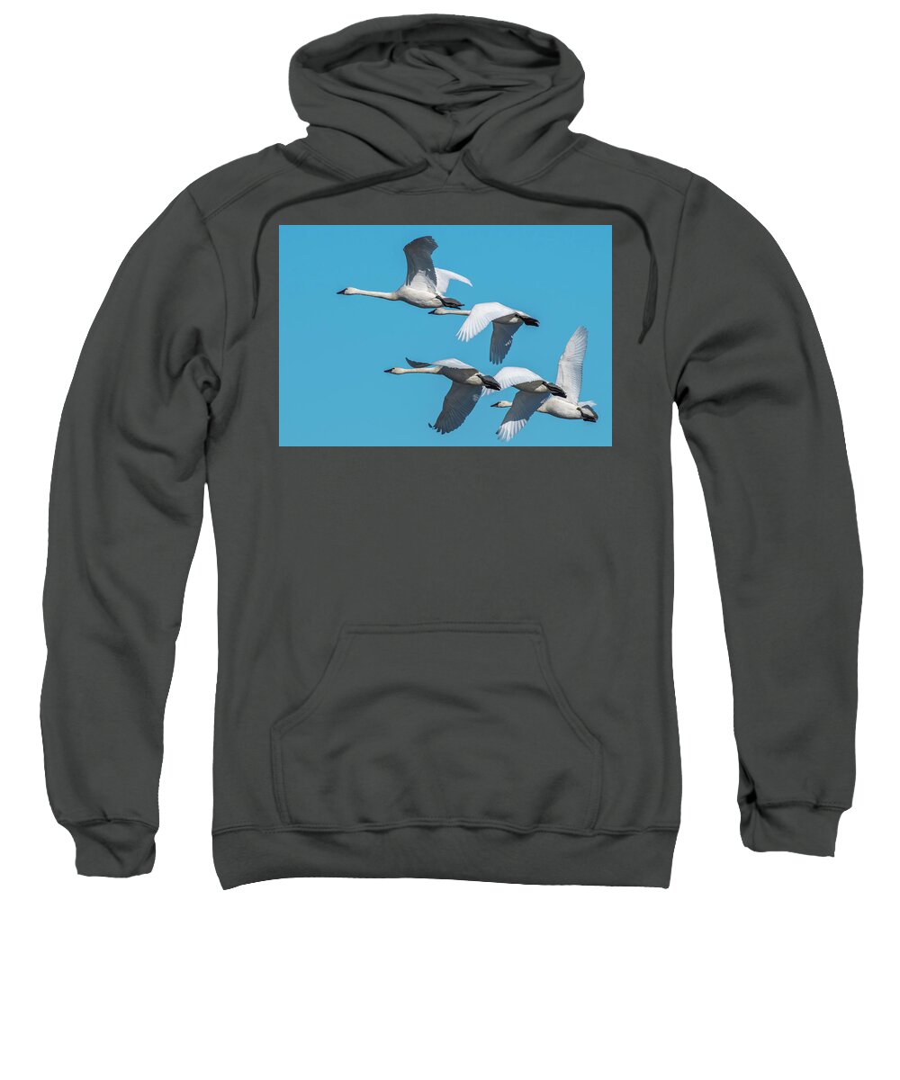 Birds Sweatshirt featuring the photograph Tundra Swans in Flight by Donald Brown
