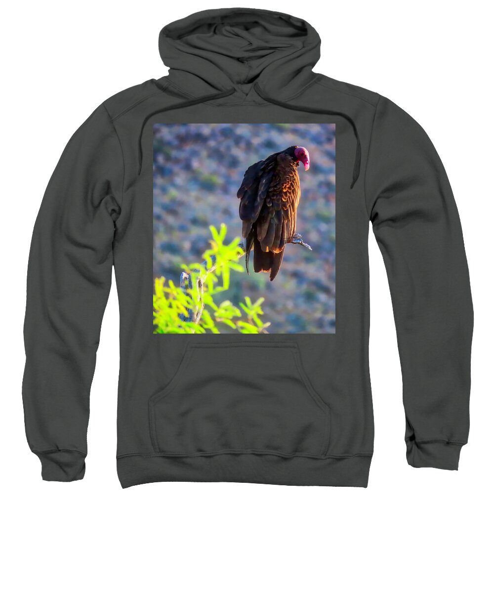 Arizona Sweatshirt featuring the photograph Turkey Vulture in the Sonoran Desert by Judy Kennedy