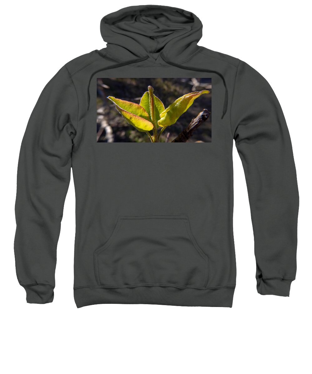 Leaf Sweatshirt featuring the photograph Welcome the Spring Sun by Ivars Vilums