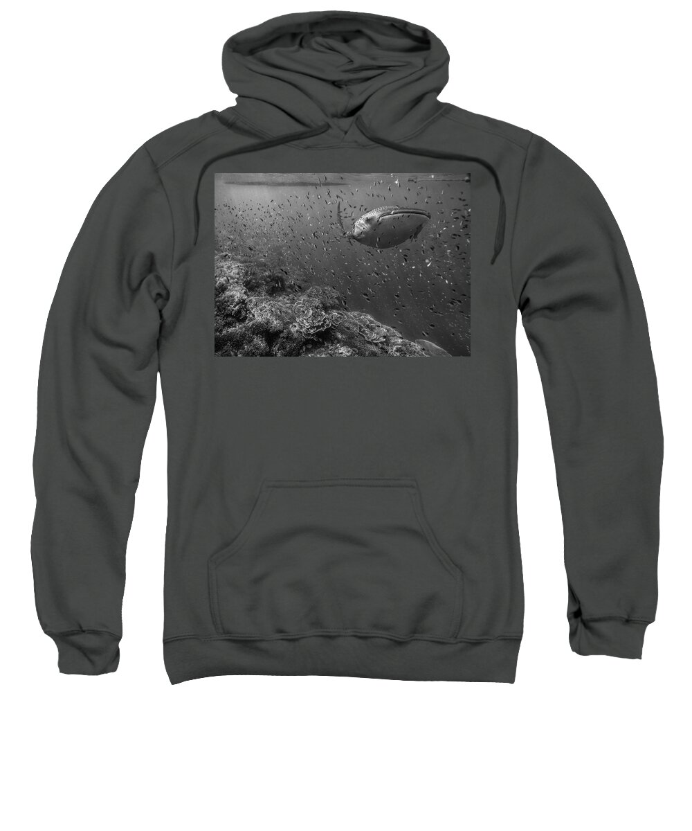 Disk1215 Sweatshirt featuring the photograph Whale Shark And Reef Fish by Tim Fitzharris
