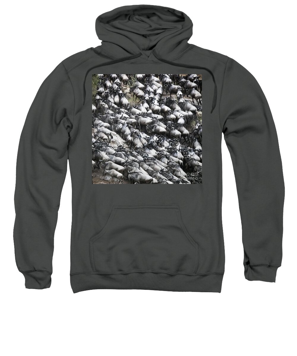 Mara Sweatshirt featuring the photograph Wildebeest scramble out of the Mara River by Jane Rix