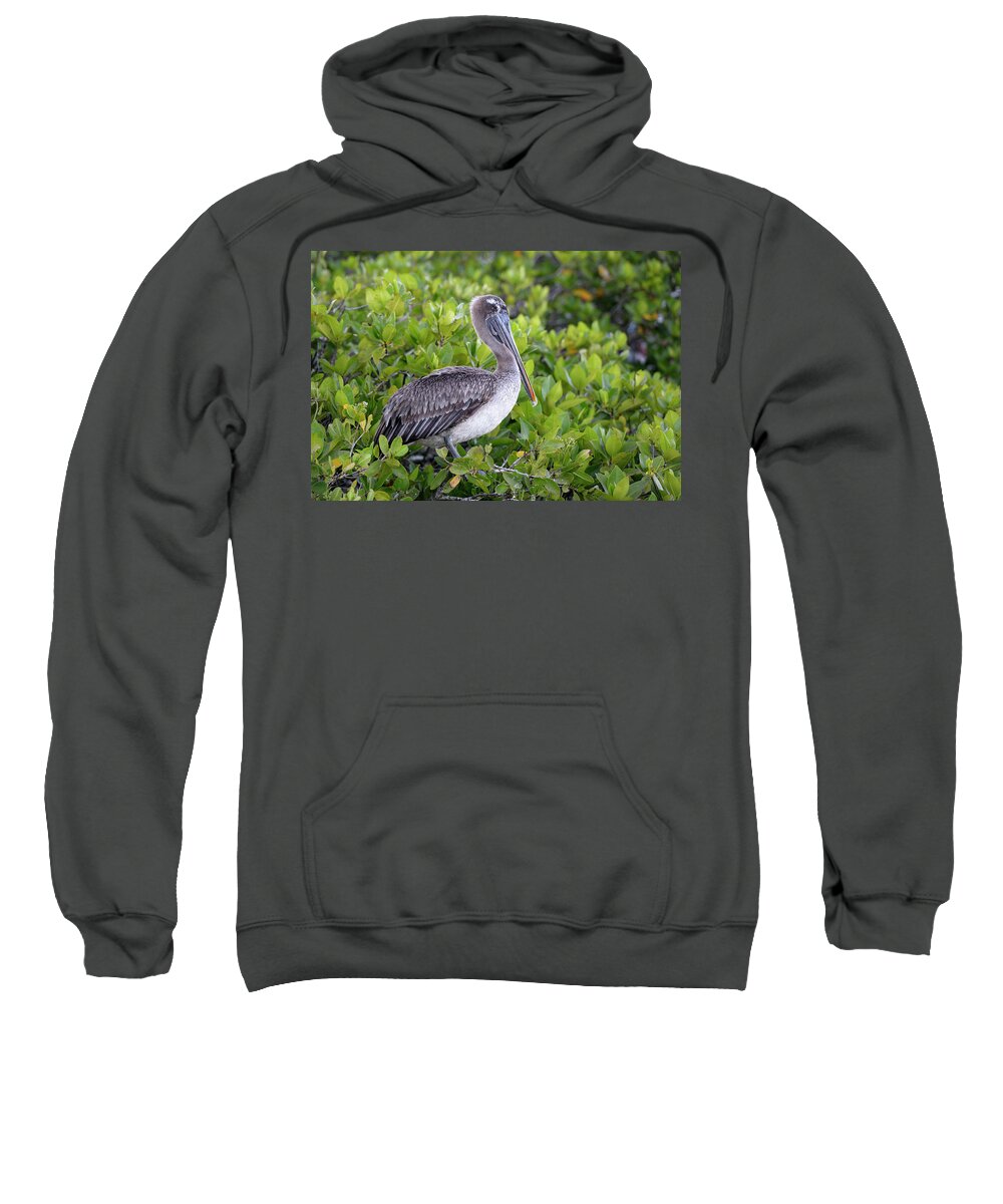 Republic Of Ecuador Sweatshirt featuring the photograph Brown Pelican, Pelecanus occidentalis, Santa Cruz Island, Galapagos Islands, Ecuador #1 by Kevin Oke