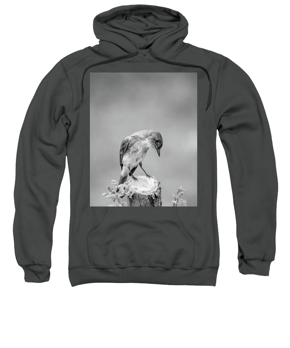  Sweatshirt featuring the photograph Eastern Phoebe #1 by Bob Orsillo