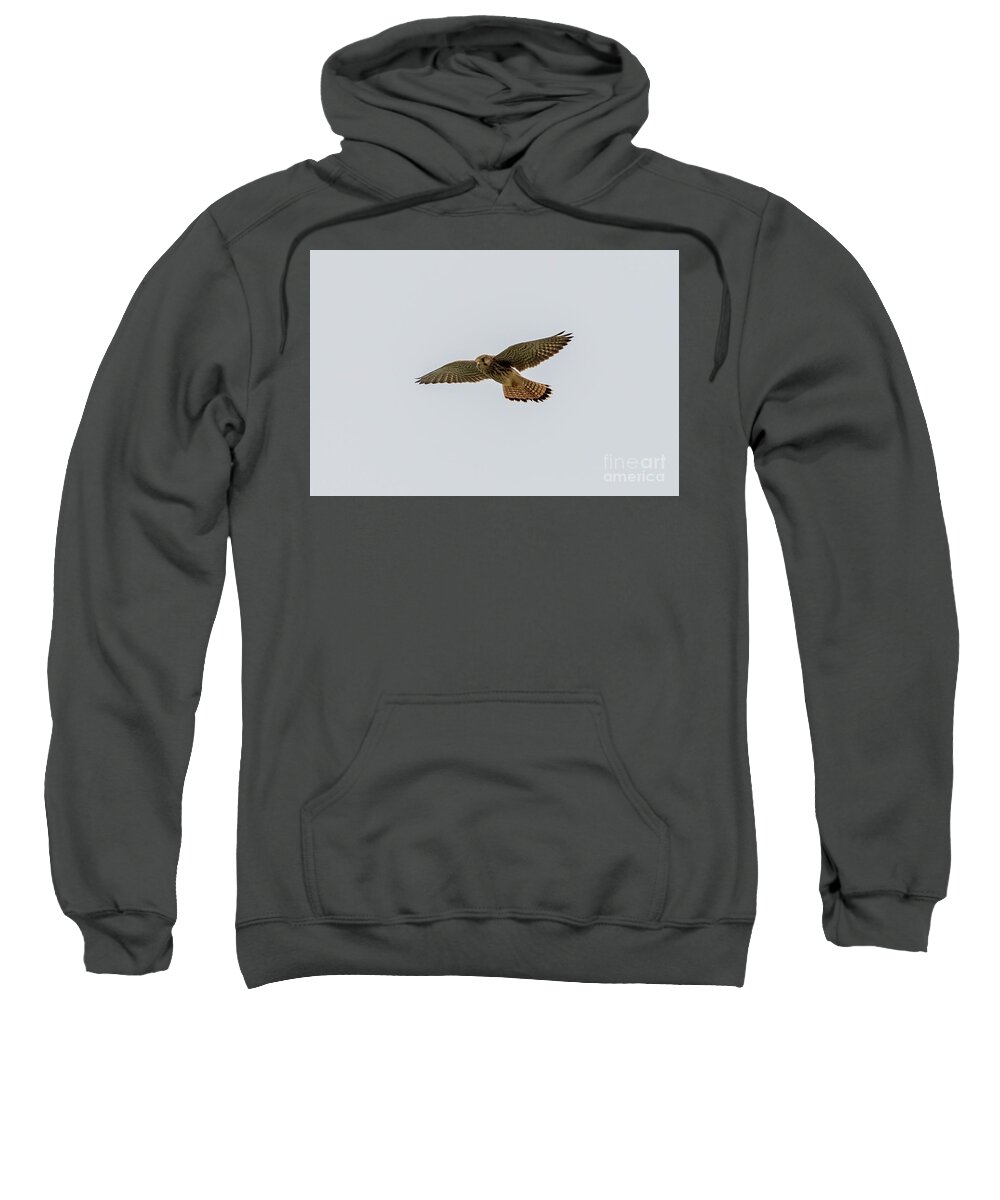 Kestrel Sweatshirt featuring the photograph Eurasian Kestrel Falco tinnunculus Costa Ballena Cadiz #1 by Pablo Avanzini