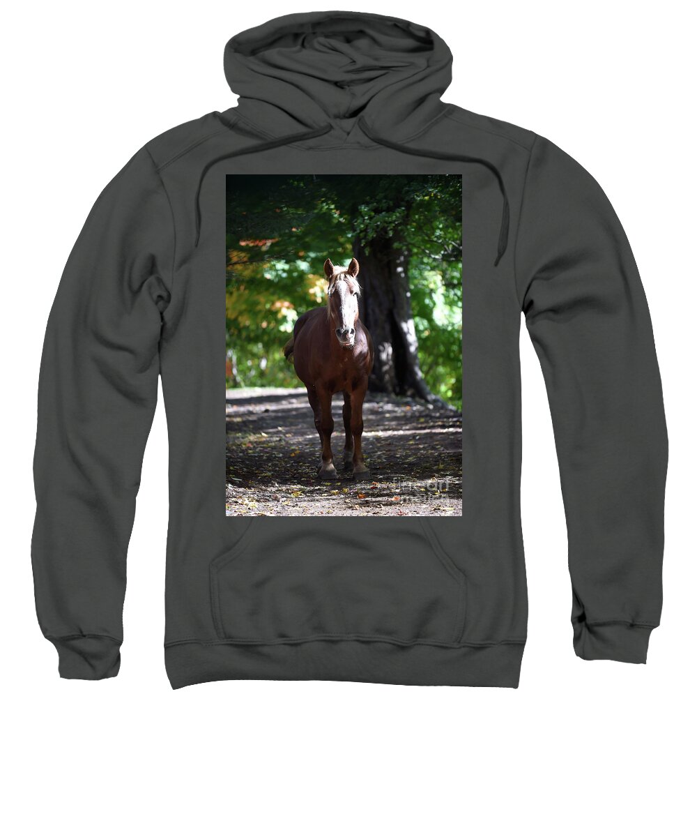 Rosemary Farm Sweatshirt featuring the photograph Harper #1 by Carien Schippers