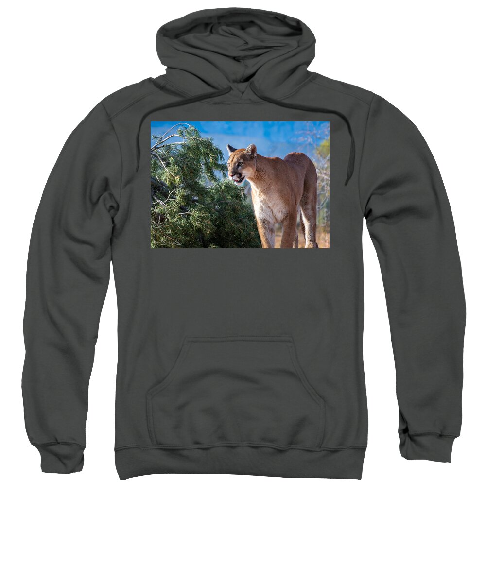 Mountain Lion Wildlife Fstop101 Arizona Sweatshirt featuring the photograph Mountain Lion #1 by Geno Lee