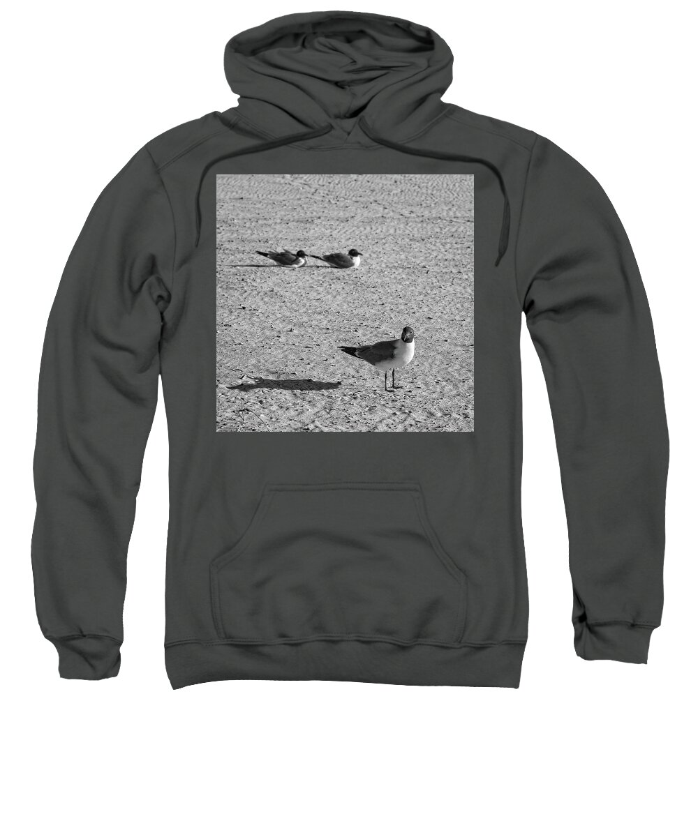 Seagull Sweatshirt featuring the photograph What Are You Lookin' At? #1 by George Taylor