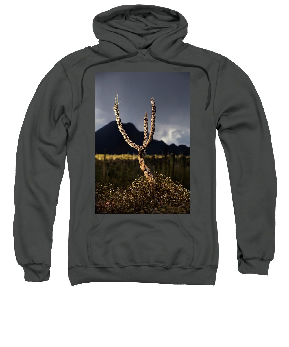 Arizona Sweatshirt featuring the photograph Cholla Skeleton by Joseph Philipson