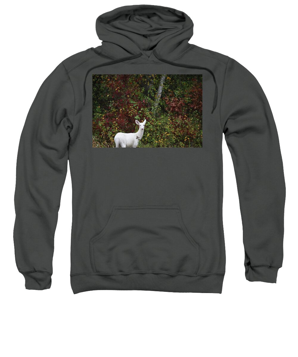 Leucistic Deer Sweatshirt featuring the photograph White Deer #24 by Brook Burling