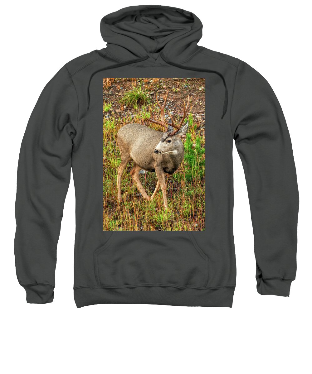 Deer Sweatshirt featuring the photograph 8 Point Buck by Kenneth Everett