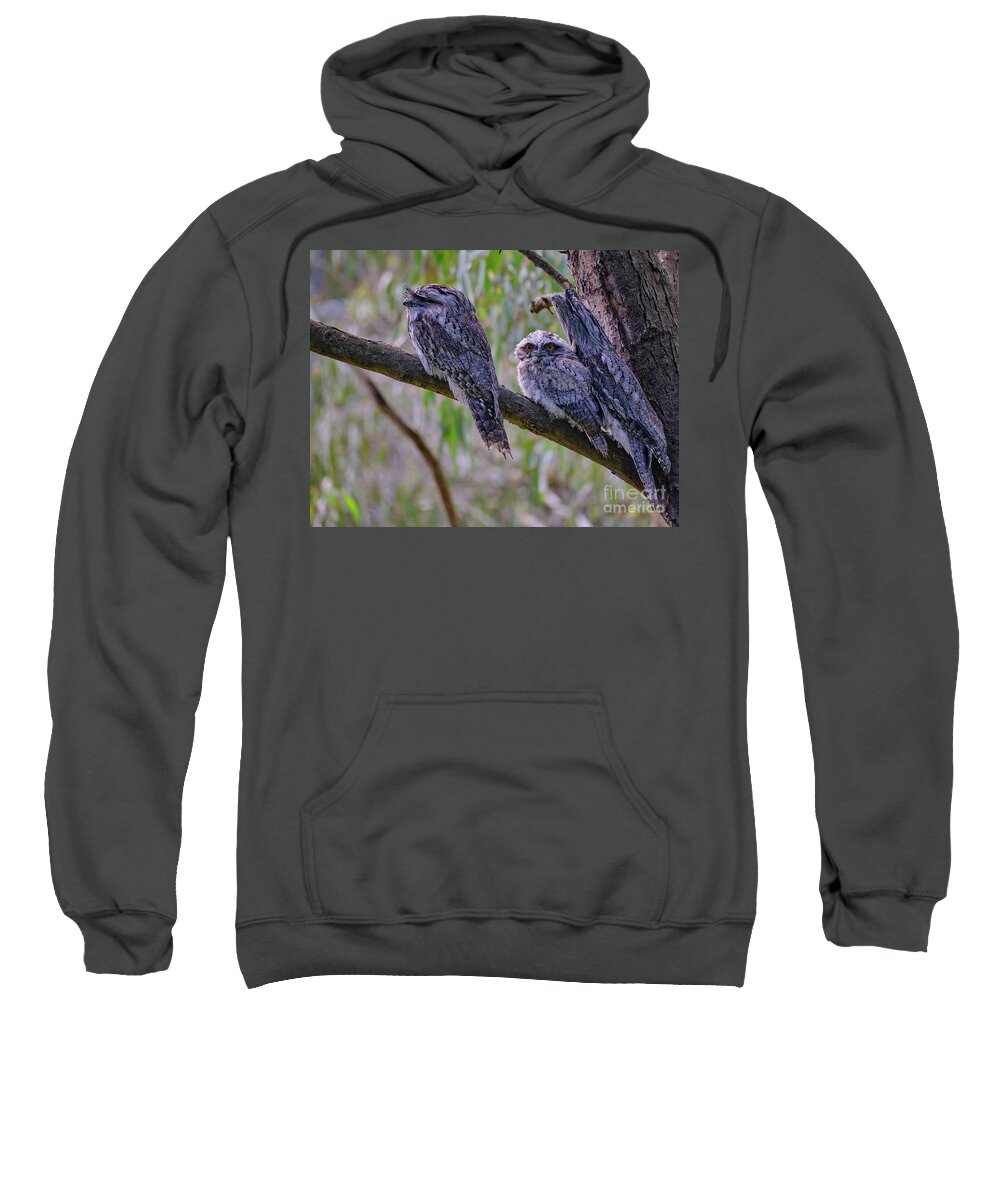 Tawny Frogmouth Sweatshirt featuring the photograph A Tawny Frogmouth Family by Neil Maclachlan