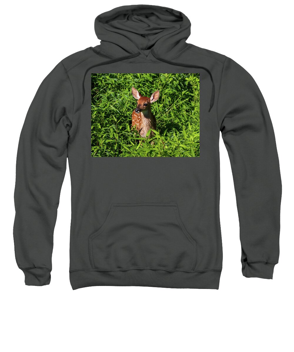 Odocoileus Virginianus Sweatshirt featuring the photograph Adorable Fawn by Chad Meyer