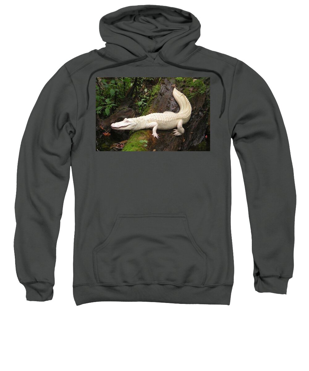 Albino Alligator Sweatshirt featuring the photograph Albino Alligator by Bencasso Barnesquiat