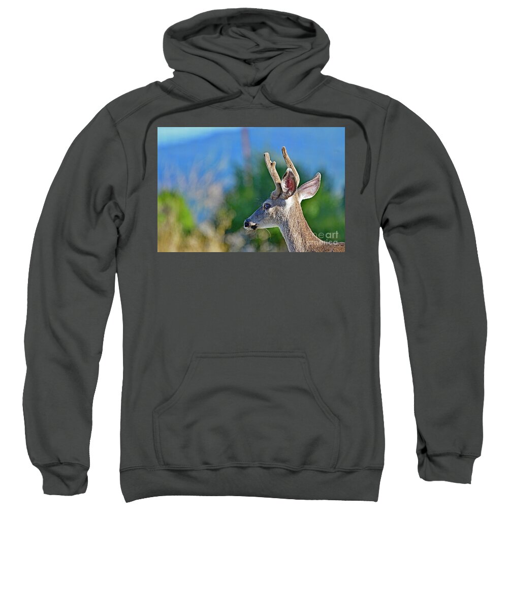 Deer Sweatshirt featuring the photograph An young Mule Deer by Amazing Action Photo Video
