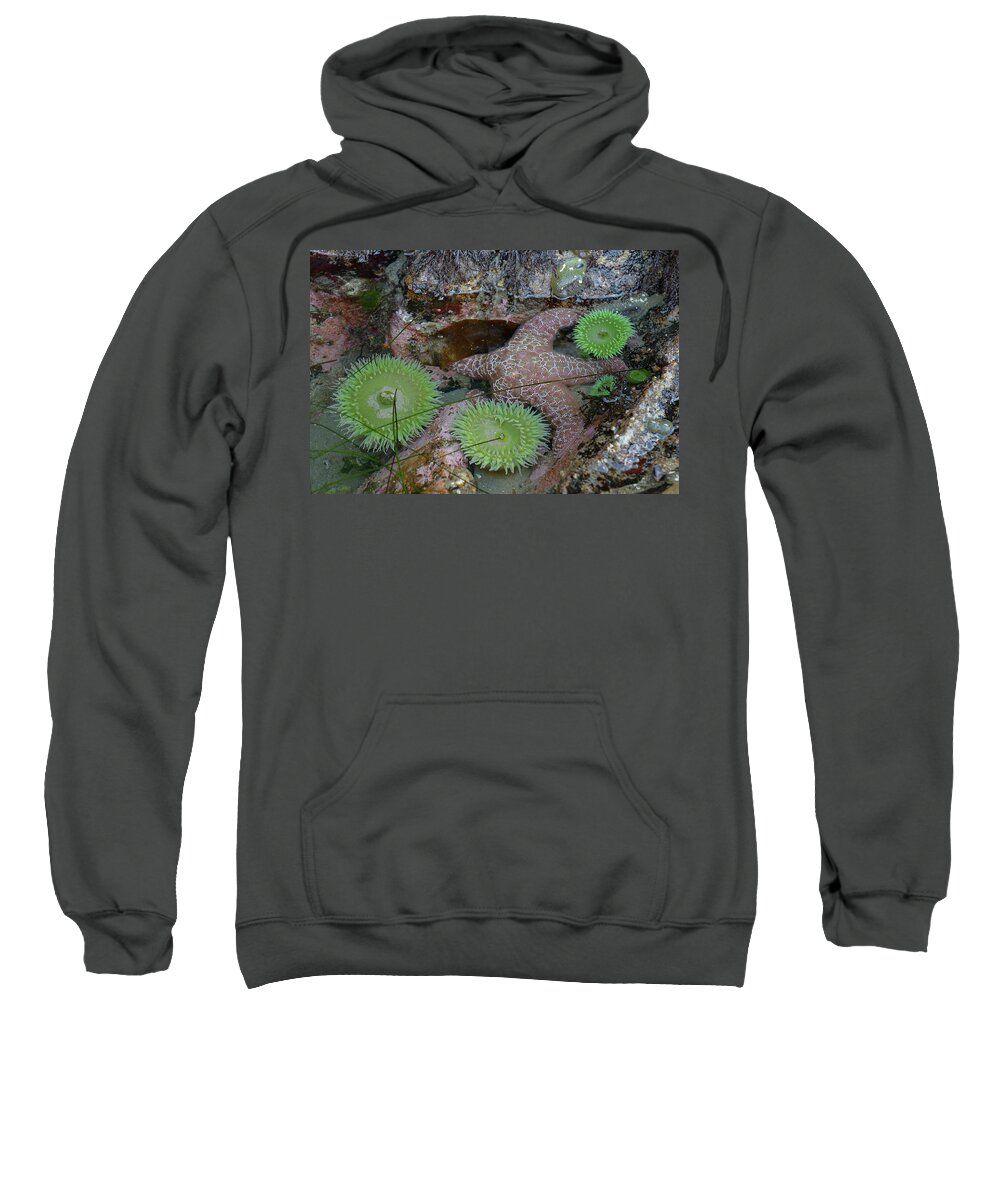 Tonquin Beach Sweatshirt featuring the photograph Anemones and eel grass in a tidepool at Tonquin Beac by Kevin Oke